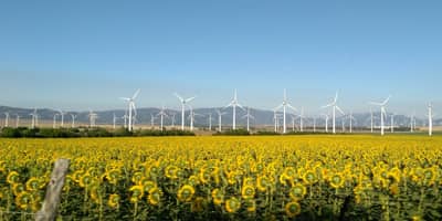 Veld met zonnebloemen en windmolens op de achtergrond